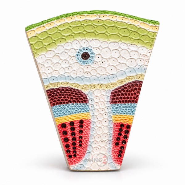 Dicot Stem TS